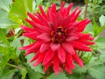 Цветок низкорослой георгины сорта Ред Пигми