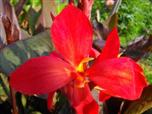 Цветок канна сорта Футурити Ред