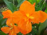 Цветок канна сорта Оранж