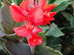Цветок канна сорта Футурити Розе