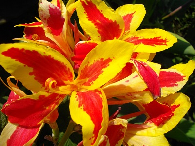 Цветок канна сорта Люцифер