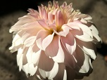 Цветок георгина сорта Жес Саран