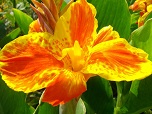 Цветок канна сорта Тарудант